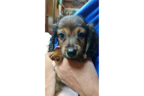子犬