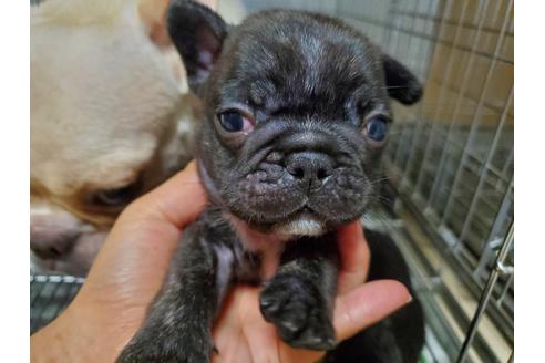 成約済の愛知県のフレンチブルドッグ-102370の1枚目