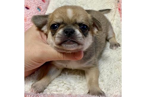 成約済の東京都のチワワ(スムースコート)-102854の5枚目