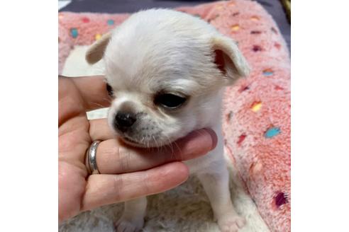 成約済の東京都のチワワ(スムースコート)-102855の8枚目