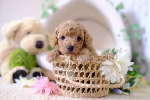 成約済の滋賀県のトイプードル-103617の1枚目