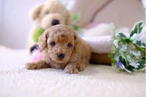 成約済の滋賀県のトイプードル-103617の3枚目