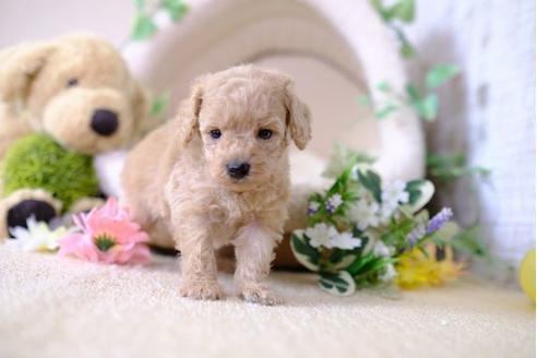 成約済の滋賀県のトイプードル-103619の3枚目