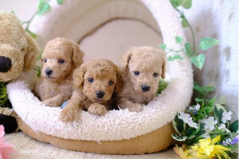 成約済の滋賀県のトイプードル-103619の2枚目