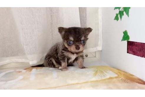 成約済の香川県のチワワ(ロングコート)-103628の4枚目
