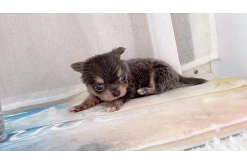 成約済の香川県のチワワ(ロングコート)-103628の3枚目