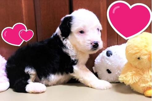 成約済の茨城県のミックス犬-102719
