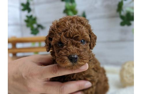 成約済の静岡県のトイプードル-103636の6枚目