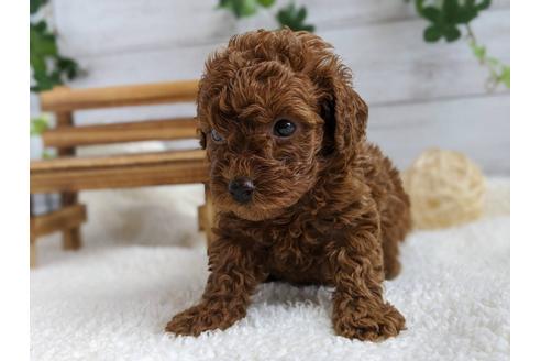 成約済の静岡県のトイプードル-103636の4枚目