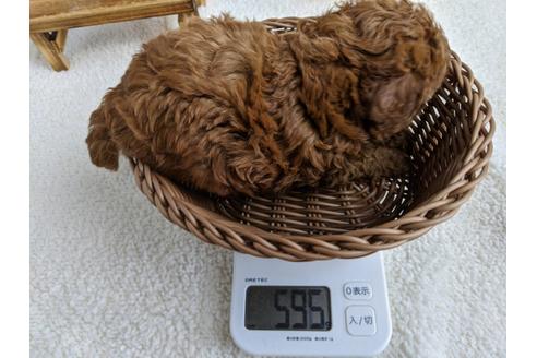 成約済の静岡県のトイプードル-103636の5枚目