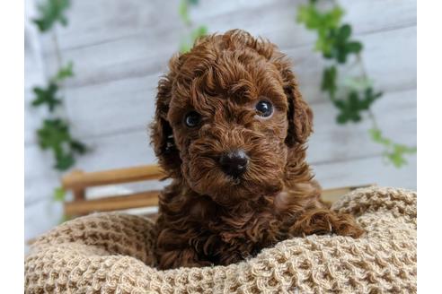 成約済の静岡県のトイプードル-103636の3枚目