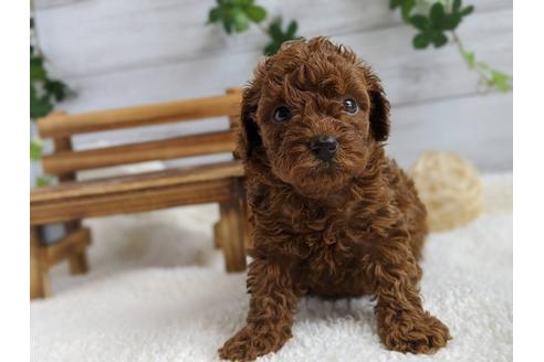 成約済の静岡県のトイプードル-103636の2枚目