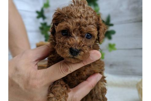 成約済の静岡県のタイニープードル-103637の5枚目