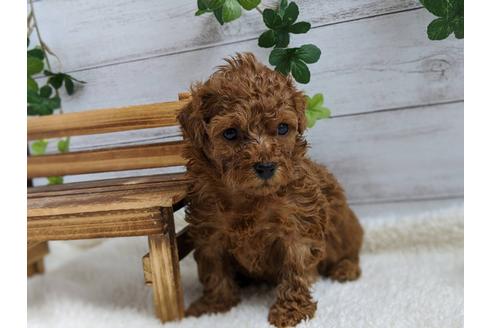 成約済の静岡県のタイニープードル-103637の4枚目