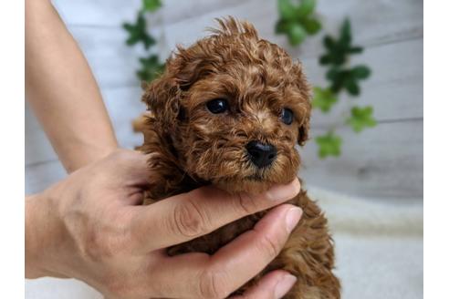 成約済の静岡県のタイニープードル-103637の3枚目