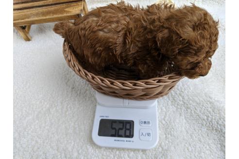 成約済の静岡県のタイニープードル-103637の2枚目