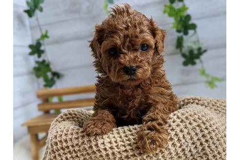 成約済の静岡県のタイニープードル-103637の1枚目