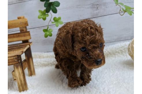 成約済の静岡県のタイニープードル-103638の5枚目