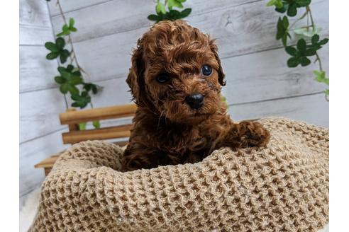 成約済の静岡県のタイニープードル-103638の2枚目