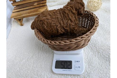 成約済の静岡県のタイニープードル-103638の3枚目