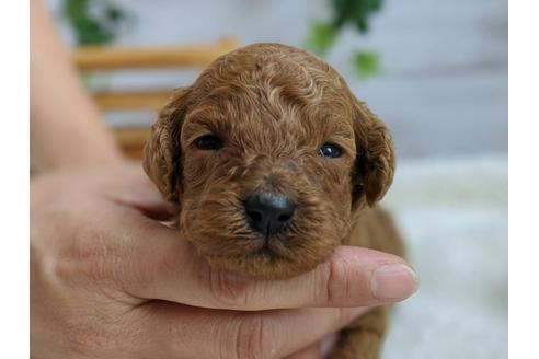 成約済の静岡県のトイプードル-103643の4枚目