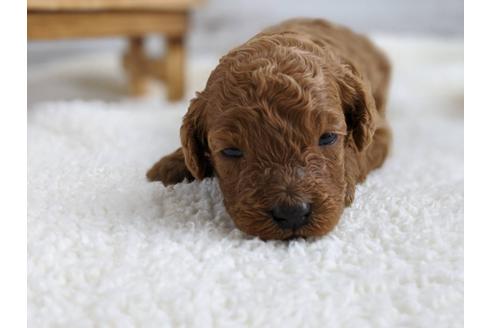 成約済の静岡県のトイプードル-103643の1枚目