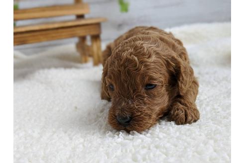 成約済の静岡県のトイプードル-103643の3枚目