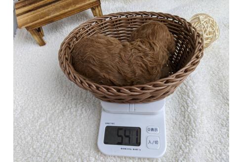 成約済の静岡県のトイプードル-103643の2枚目