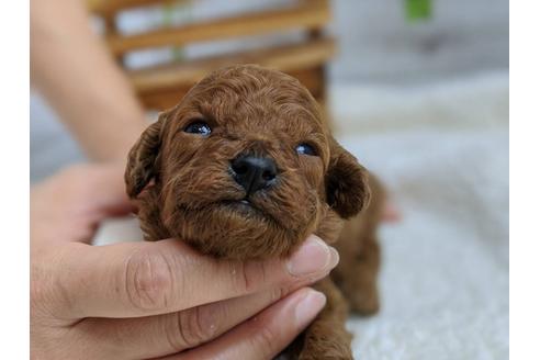成約済の静岡県のトイプードル-103644の3枚目