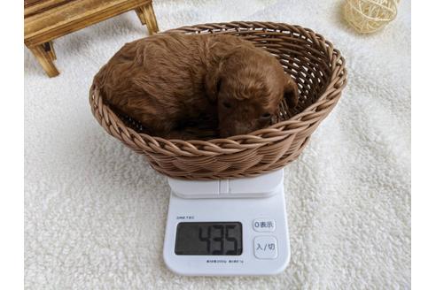 成約済の静岡県のトイプードル-103644の2枚目