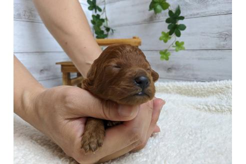 成約済の静岡県のタイニープードル-103649の4枚目