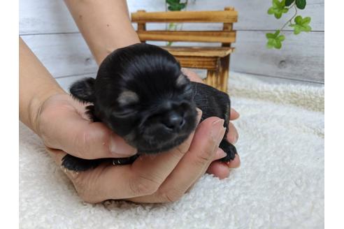 成約済の静岡県のチワワ(ロングコート)-103651の4枚目