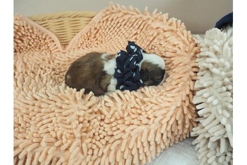 成約済の埼玉県のその他の犬種-103657の5枚目