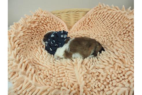 成約済の埼玉県のその他の犬種-103657の4枚目