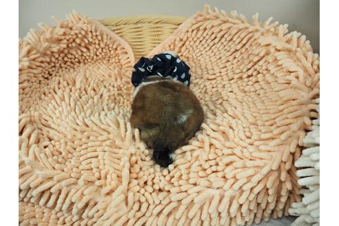 成約済の埼玉県のその他の犬種-103657の3枚目