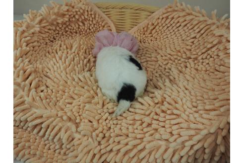 成約済の埼玉県のその他の犬種-103658の3枚目