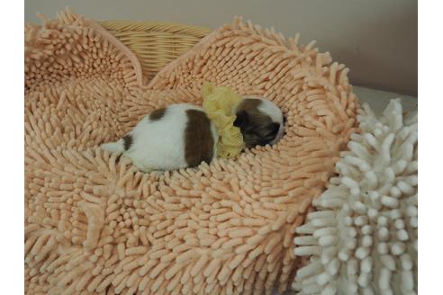 成約済の埼玉県のその他の犬種-103659の5枚目