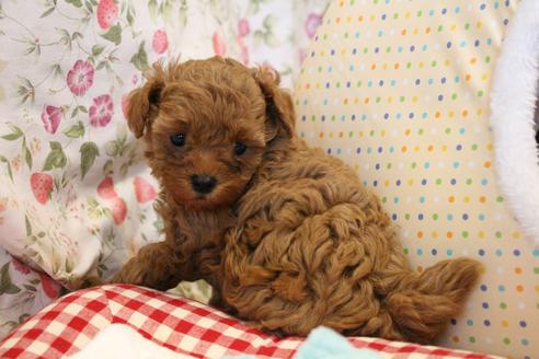 成約済の愛知県のトイプードル-101293の13枚目