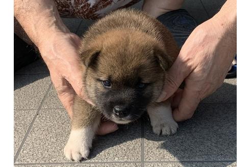 成約済の長崎県の柴犬-103148の2枚目