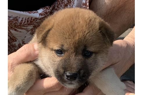 成約済の長崎県の柴犬-103147の1枚目