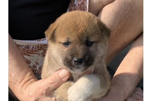 成約済の長崎県の柴犬-103147の2枚目