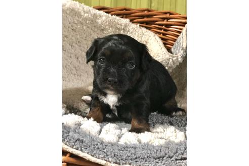 成約済の埼玉県のチワプー:チワワ×トイプードル-102161