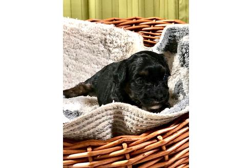 成約済の埼玉県のチワプー:チワワ×トイプードル-102161の4枚目