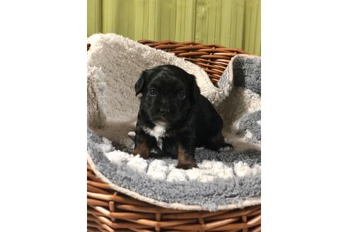 成約済の埼玉県のチワプー:チワワ×トイプードル-102161の3枚目