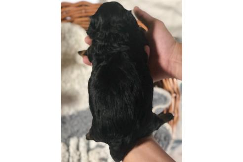 成約済の埼玉県のチワプー:チワワ×トイプードル-102161の2枚目