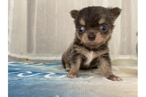 成約済の香川県のチワワ(ロングコート)-103628の1枚目