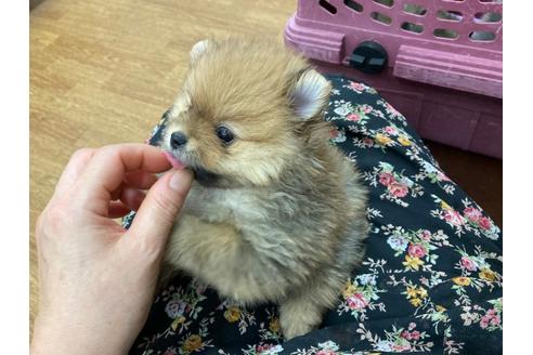 成約済の福岡県のポメラニアン-103723の1枚目