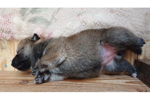 成約済の鹿児島県の柴犬-103137の2枚目