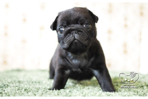 成約済の愛知県のパグ-103768の1枚目