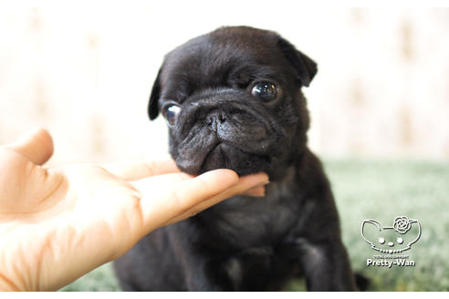 成約済の愛知県のパグ-103768の5枚目